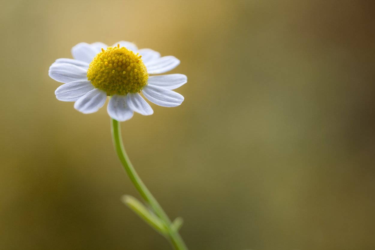 Ромашка цветы