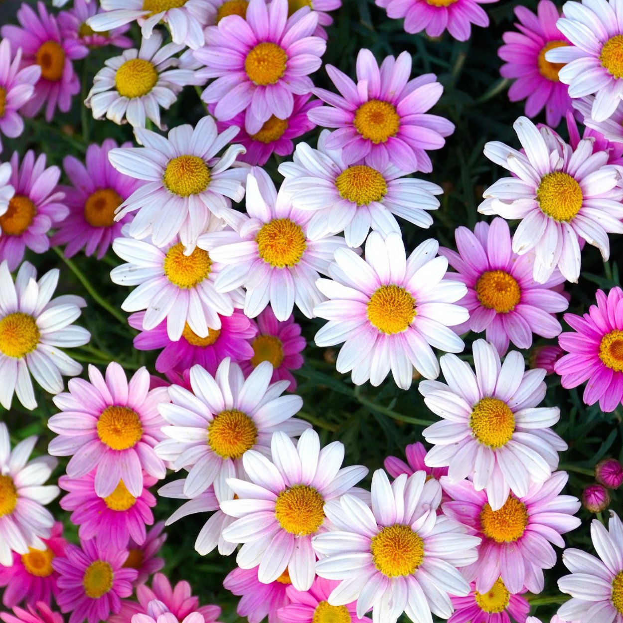 Ромашка цветы