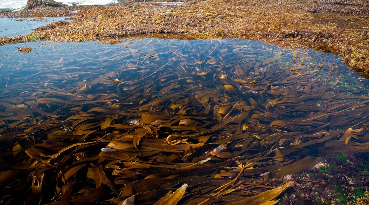 Алария водоросль