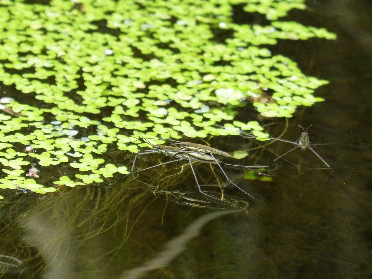 Прудные водоросли