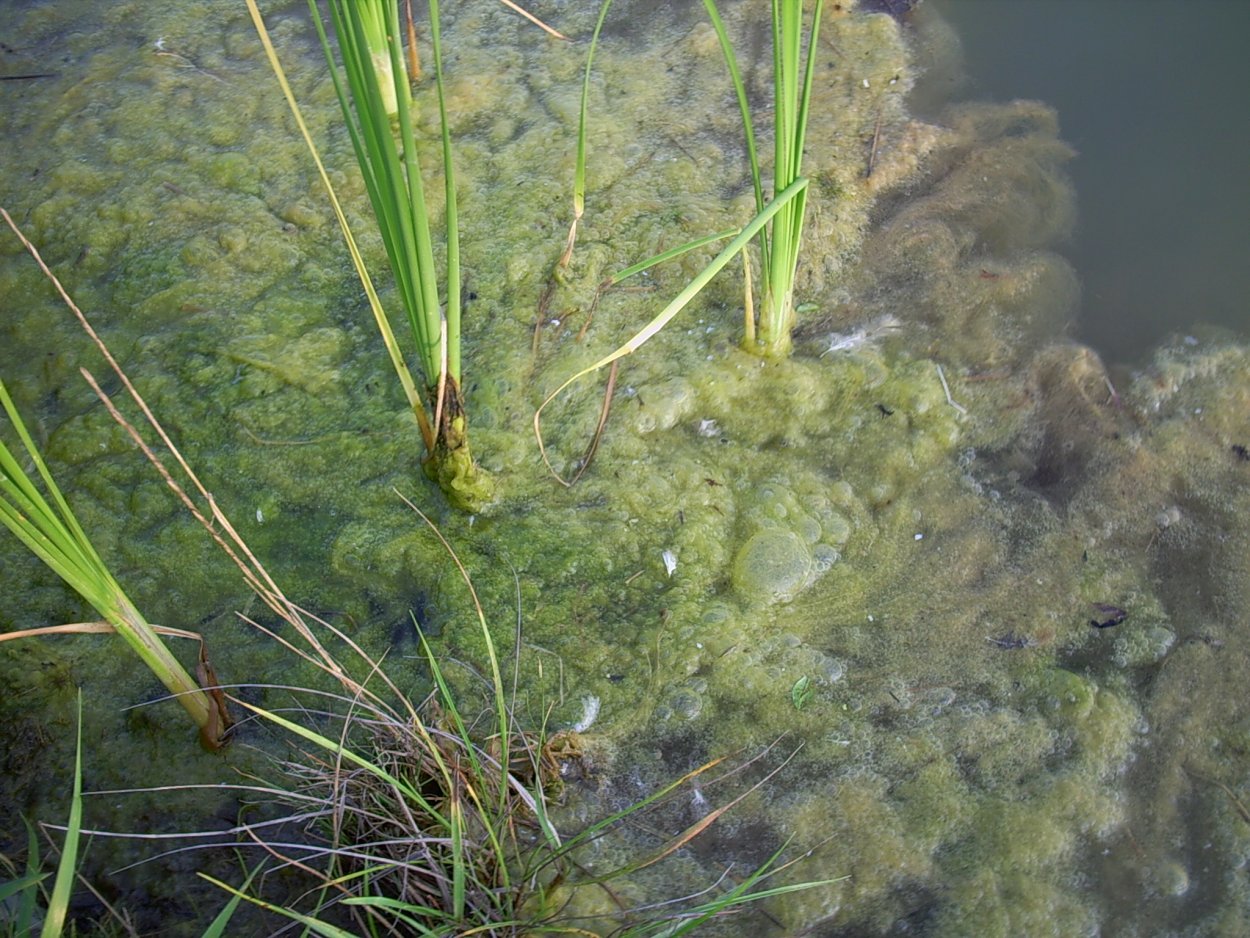 Болотная Тина в реке