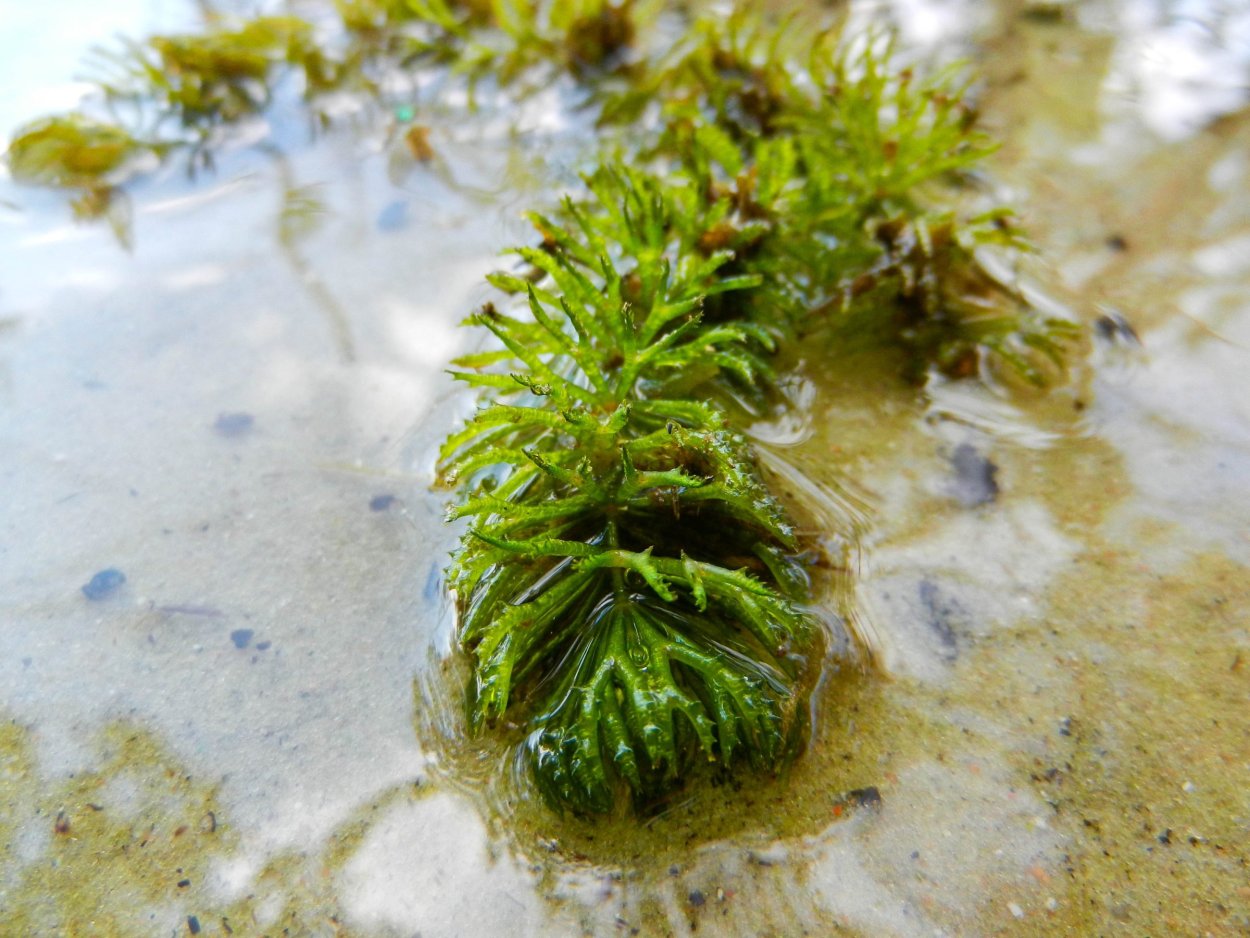 Роголистник Озерный