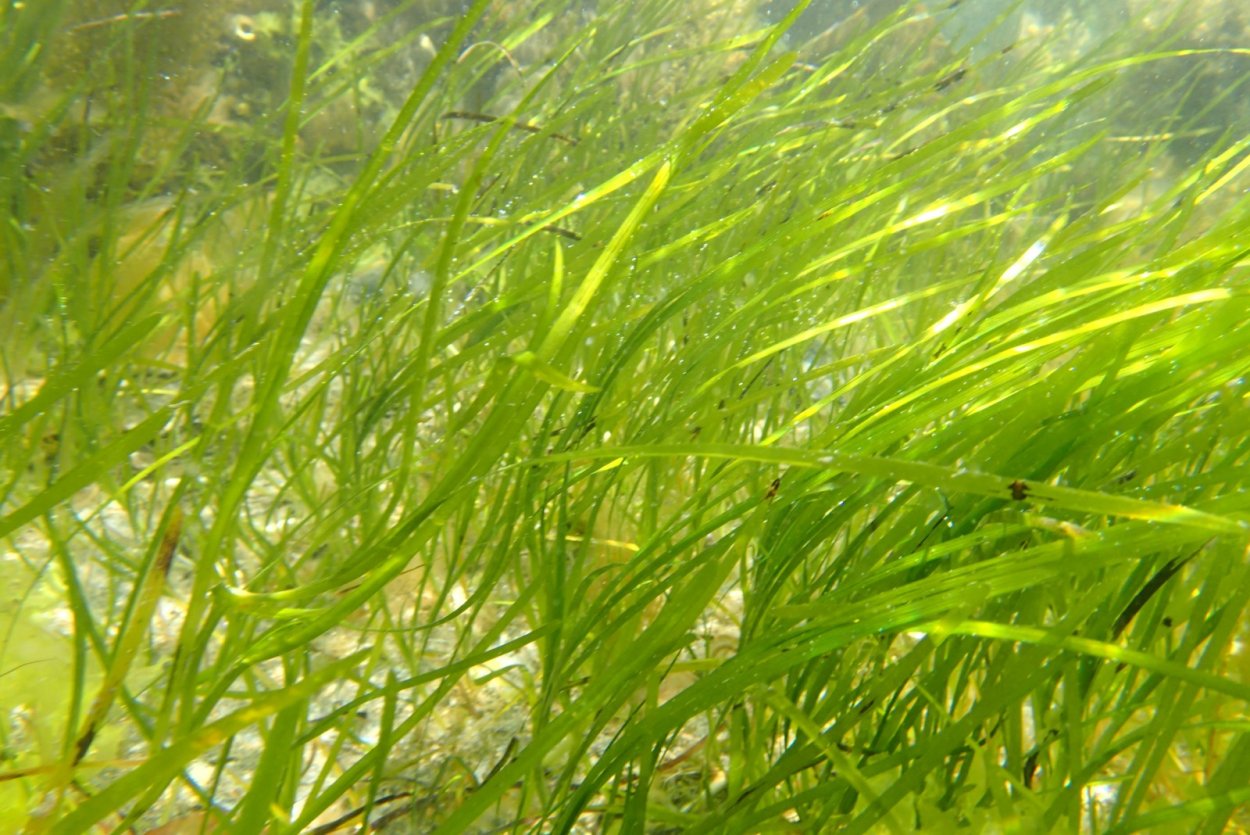 Зостера морская водоросль