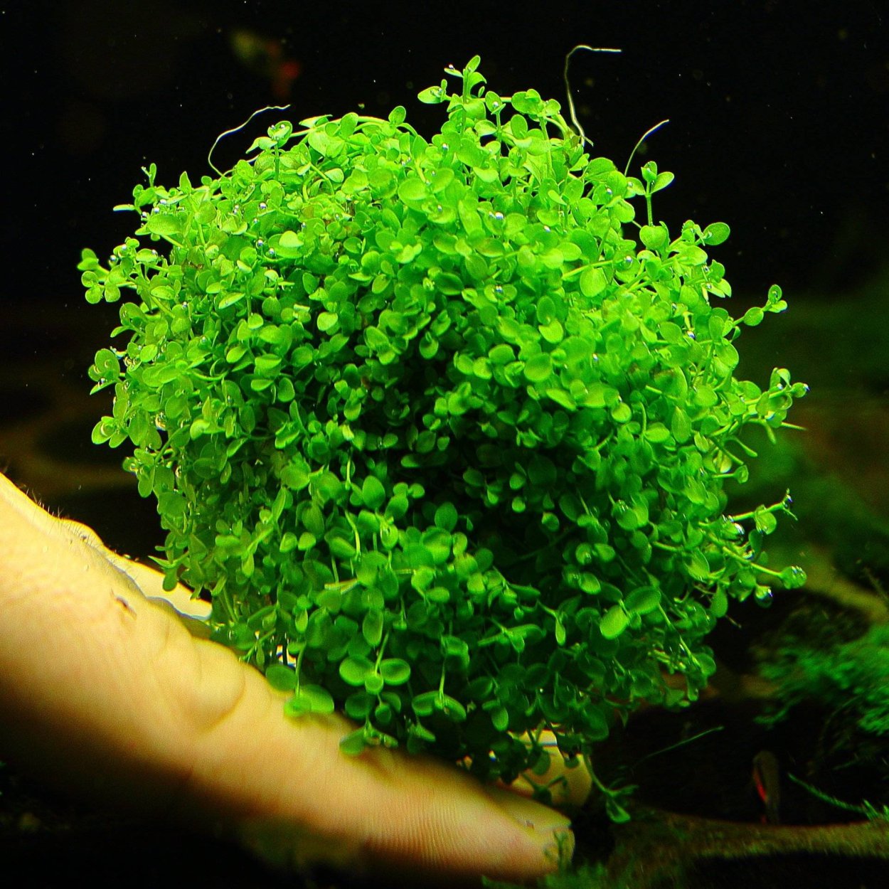 Хемиантус Монте Карло