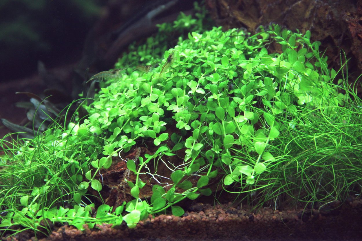 Микрантемум Монте Карл