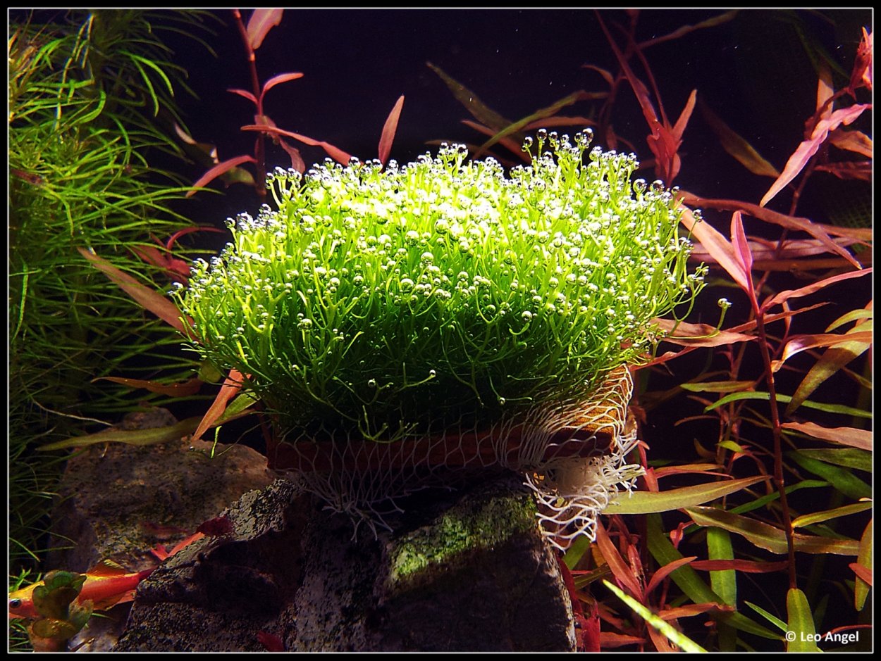 Риччия аквариумное растение