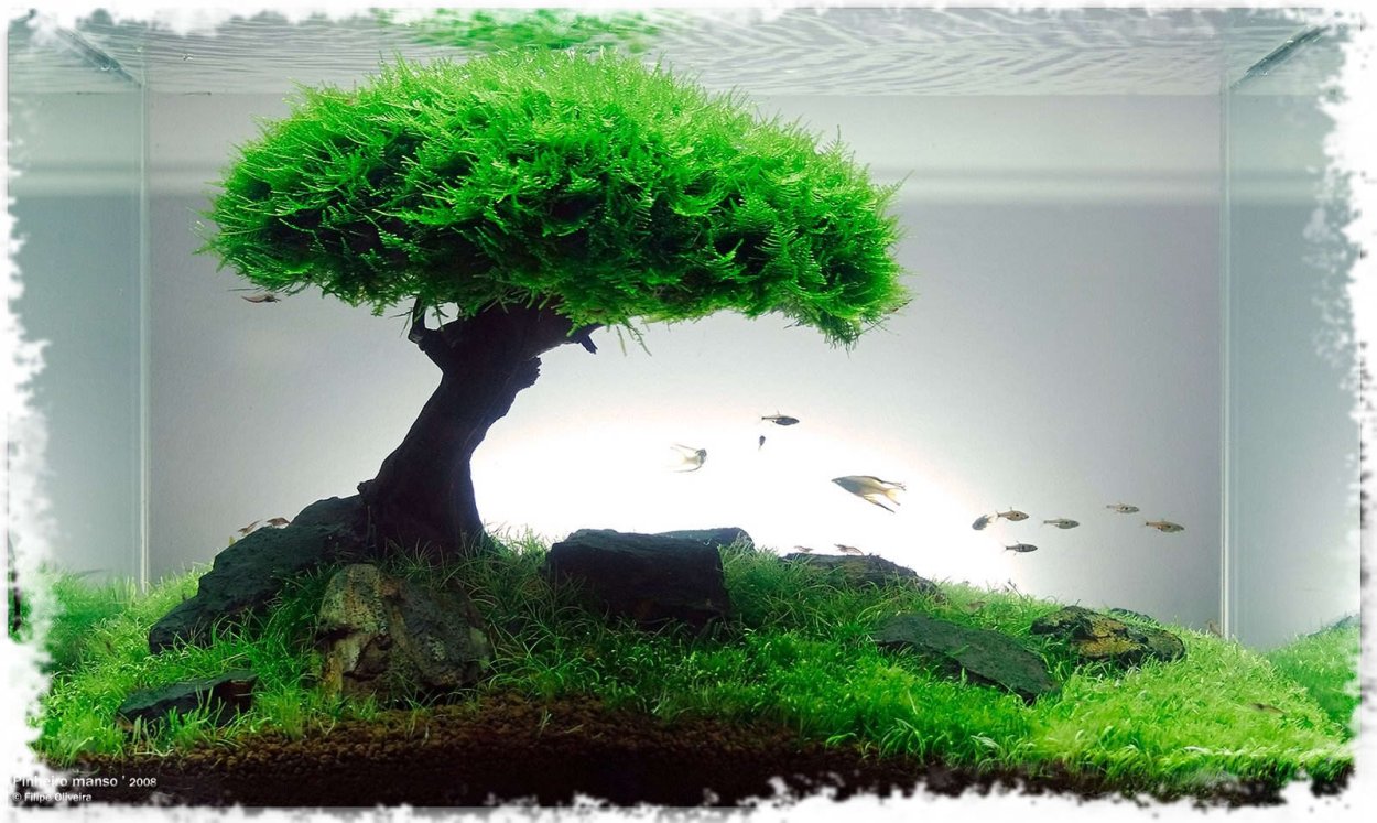 Яванский мох акваскейп