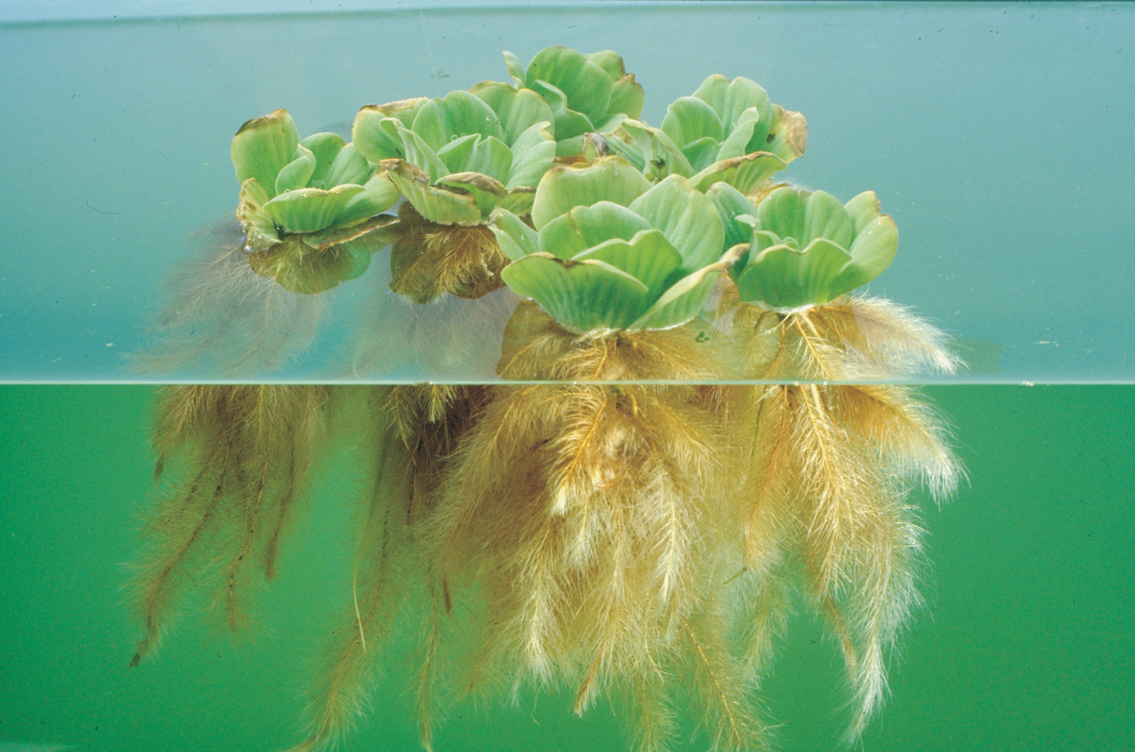 Аквариумное растение Пасция