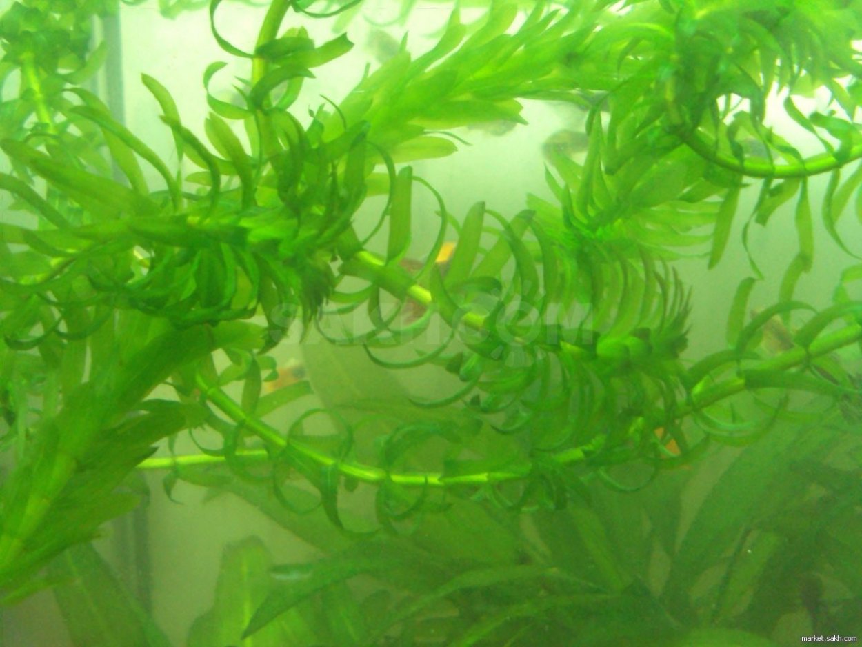 Роголистник, Валлиснерия, Элодея,