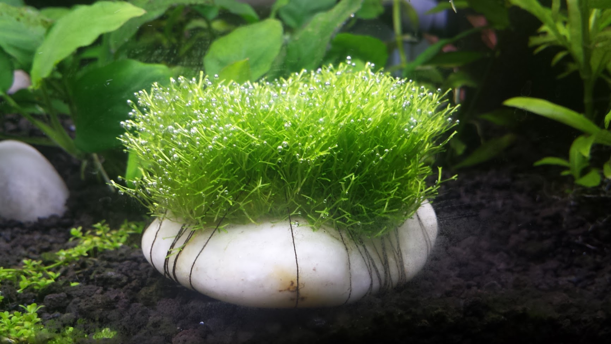 Риччия (riccia Fluitans)