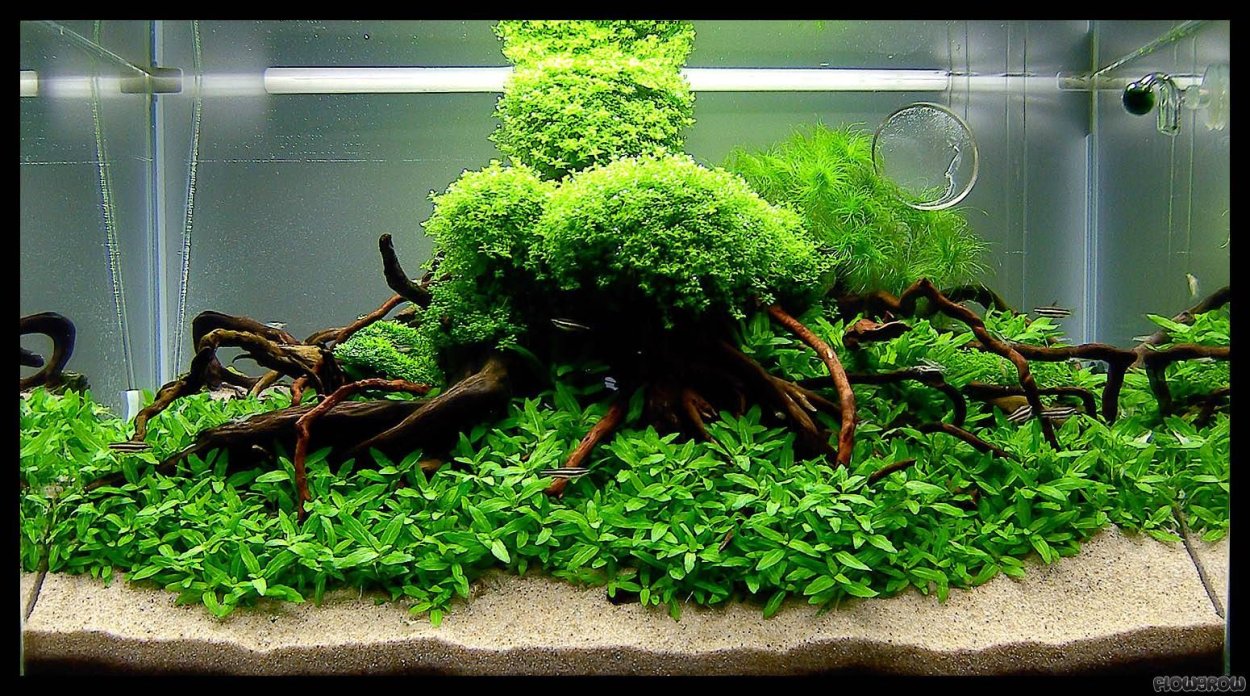 Акваскейп мшарник