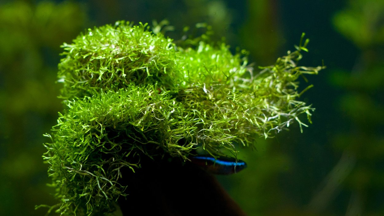 Риччия аквариумное