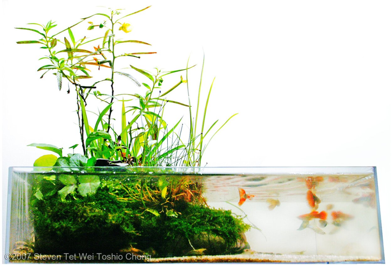 Ваби-Куса стиль аквариума