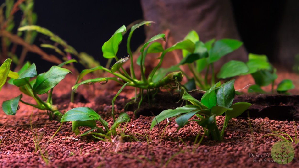 Людвигия Болотная анубиас