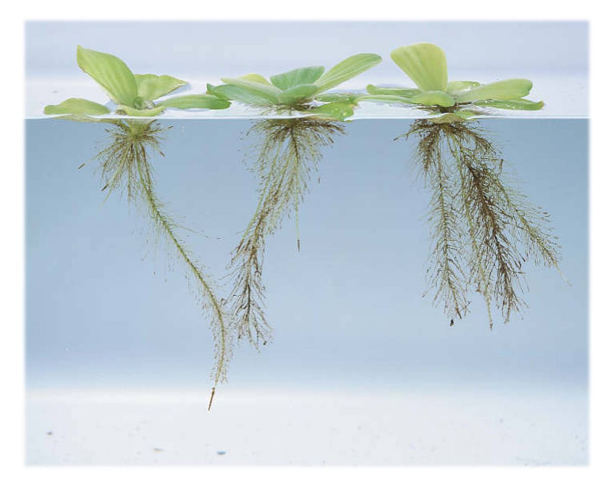 Пистия стратиотес (одиночное растение)