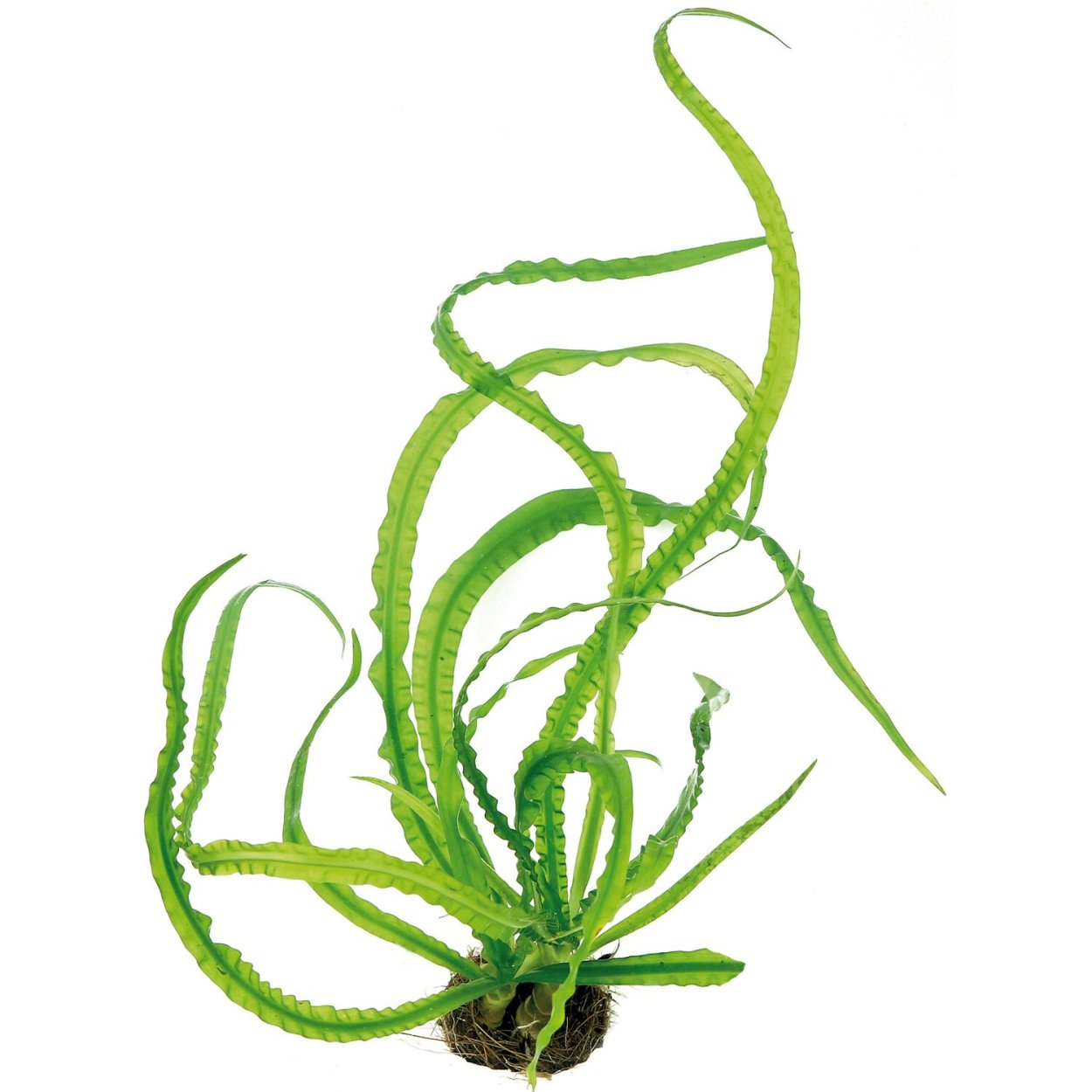 Кринум плавающий