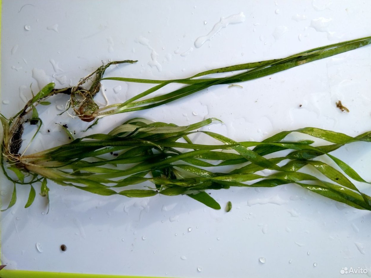 Валлиснерия корневище