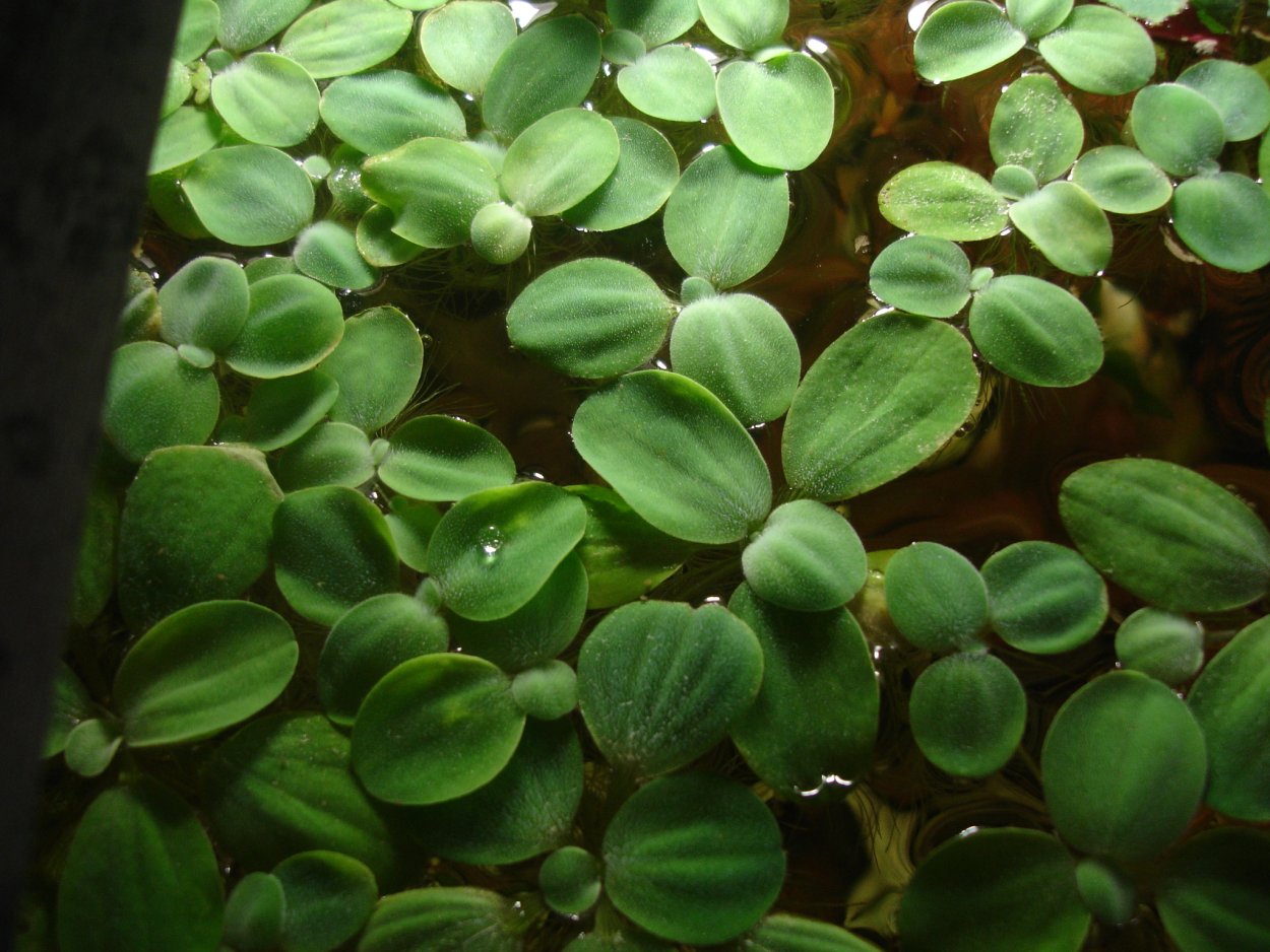 Аквариумные растения которое растен на поверхности