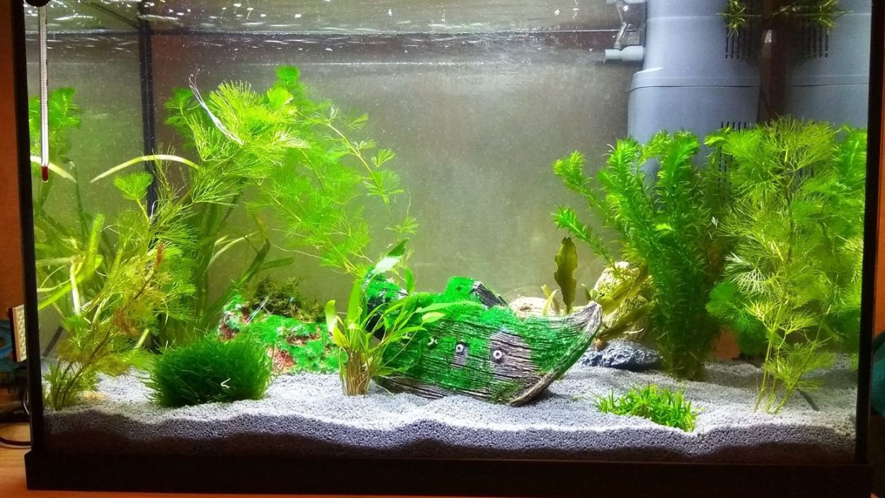 Роголистник в нано аквариуме