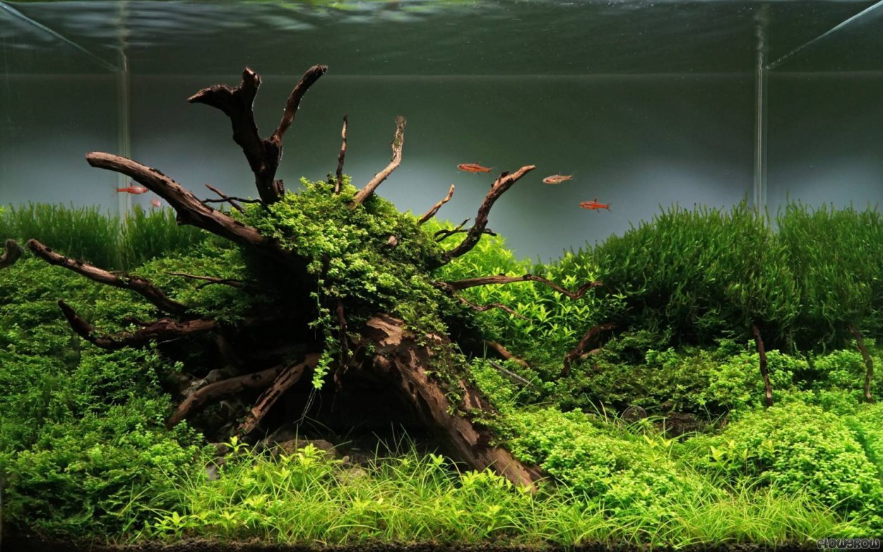 Биотоп мангровый