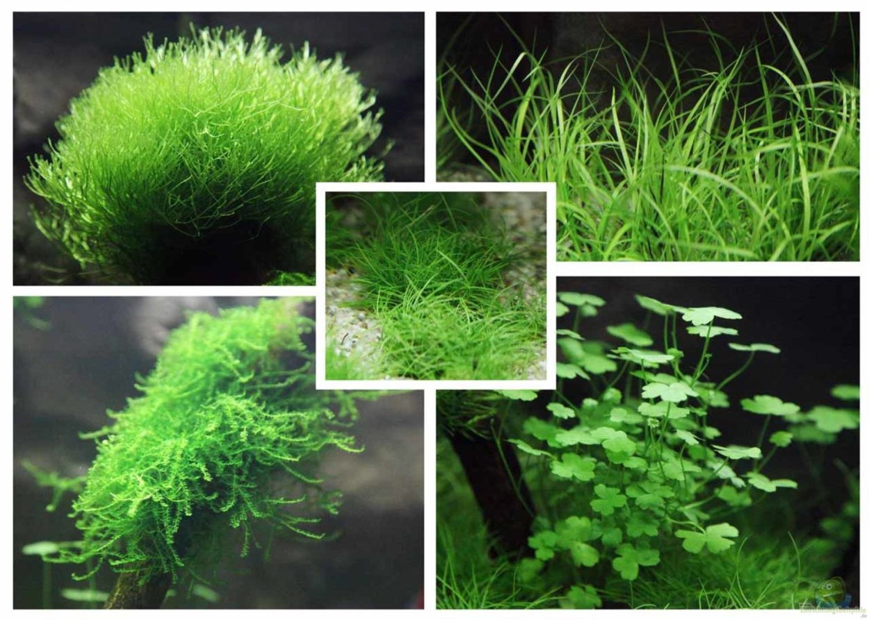 Юнкус ползучий в аквариуме