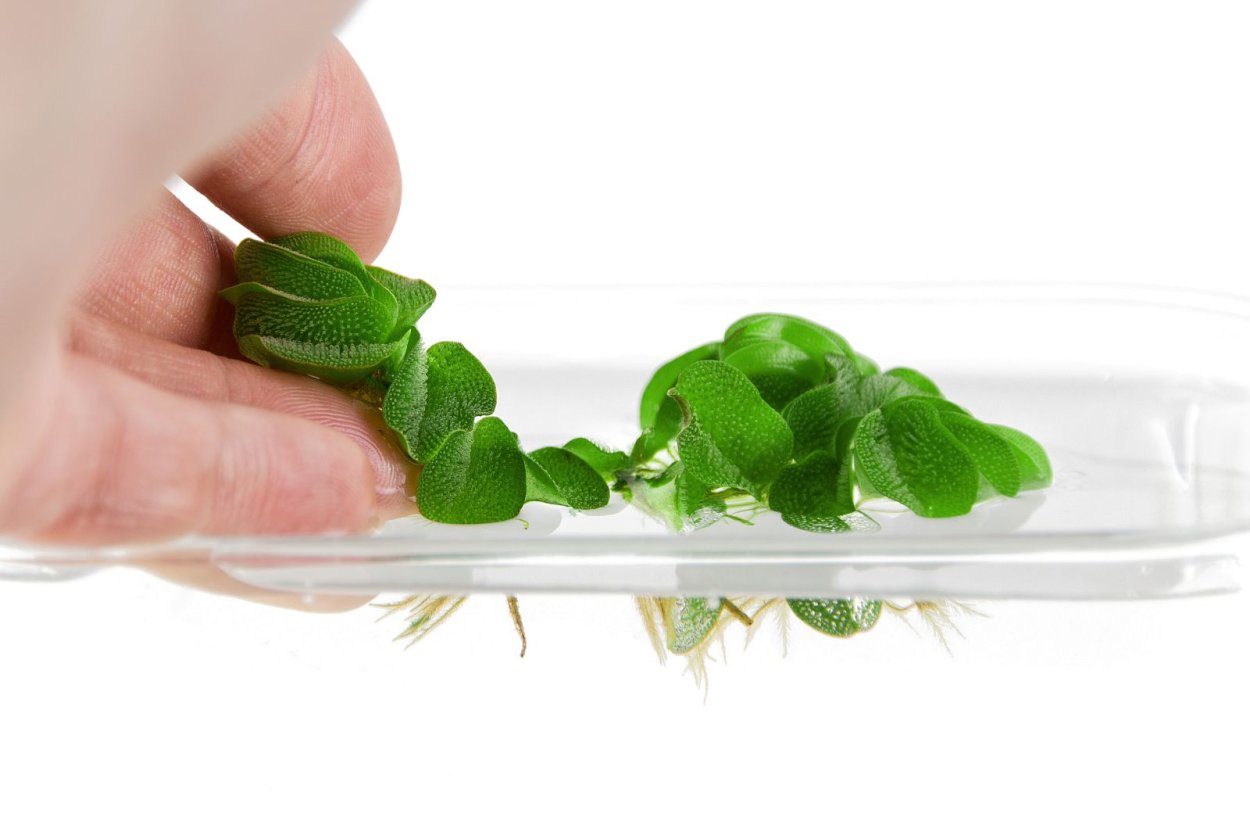 Плавающая Сильвания растение