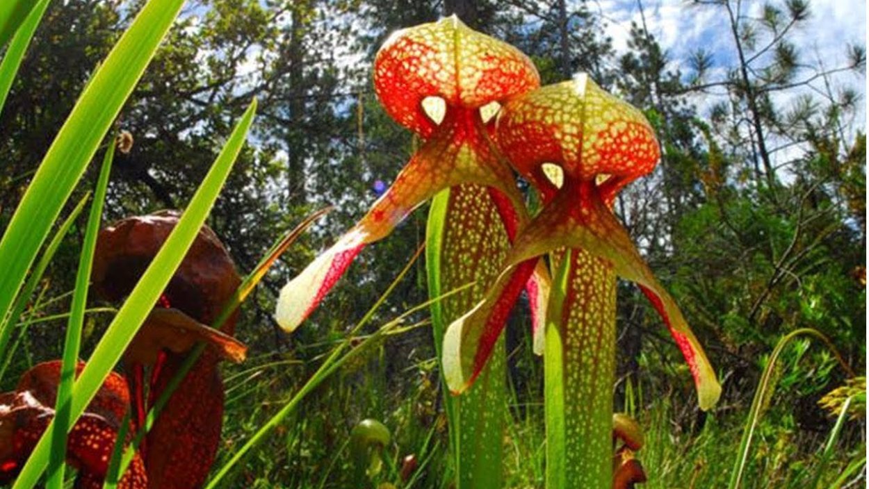 Passiflora оранжевая