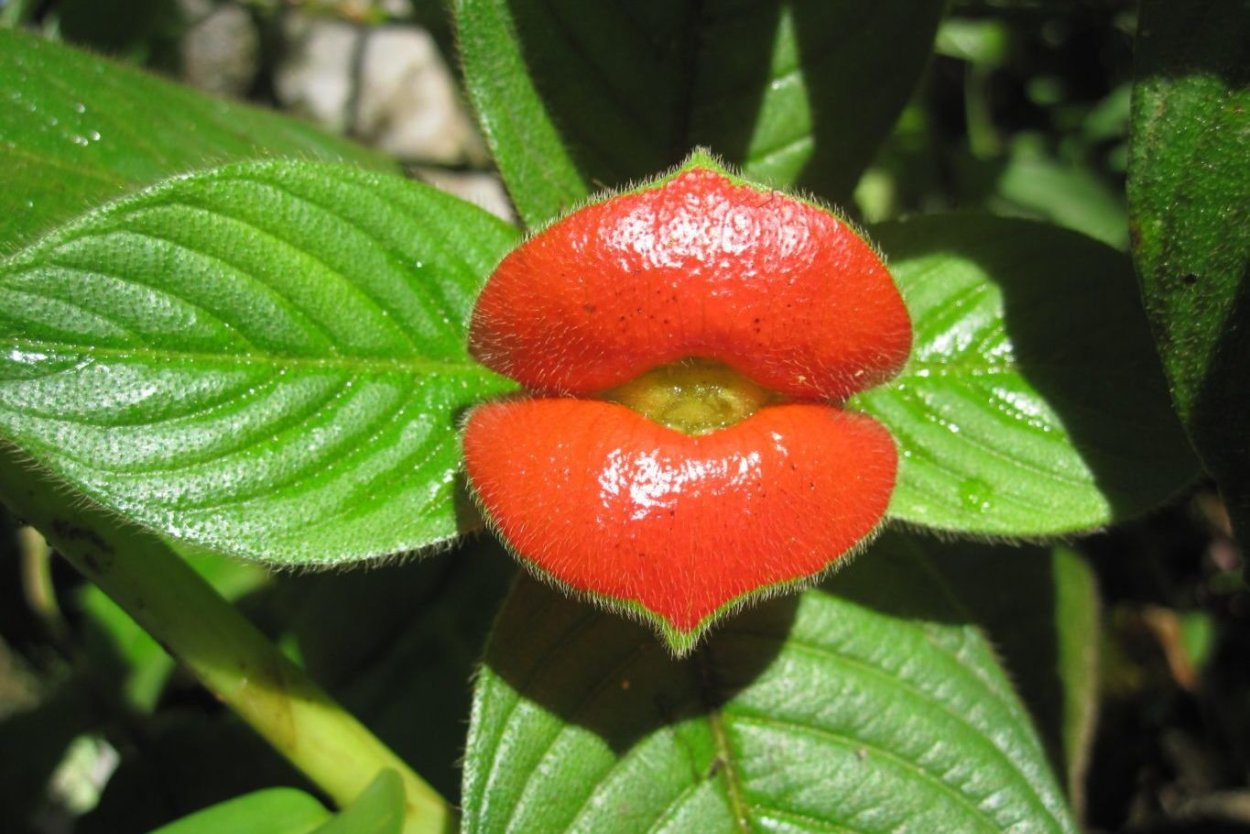 Экзотические Дикие цветы