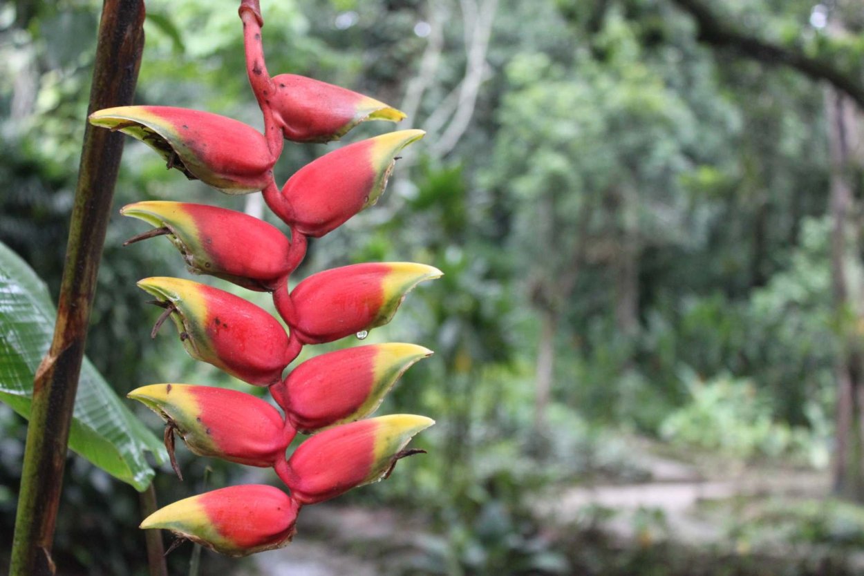 Непентес Австралия