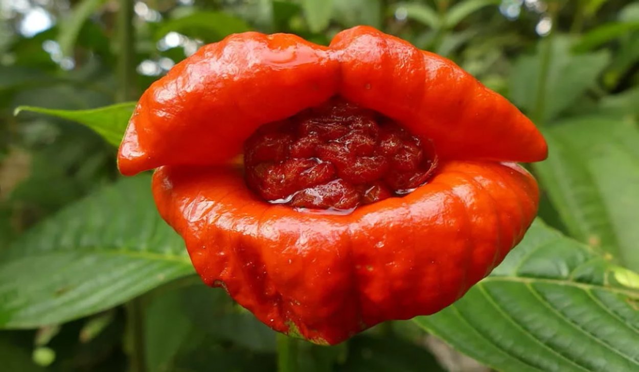 Растения субтропиков Южной Америки