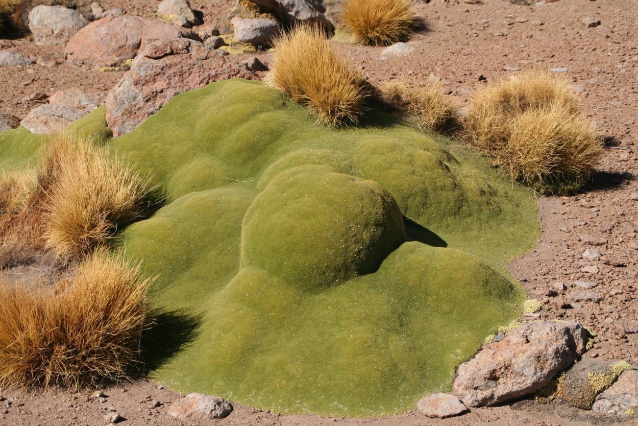 Психотрия возвышенная цветок