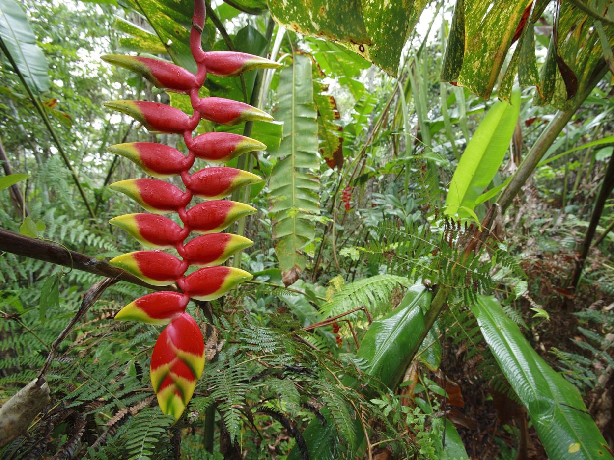 Раффлезия Малайзия