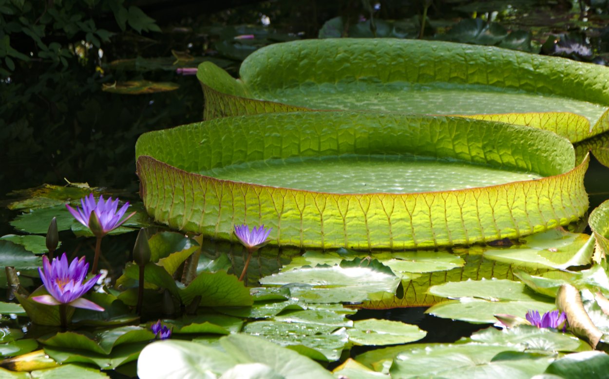 Растение раффлезия Арнольди