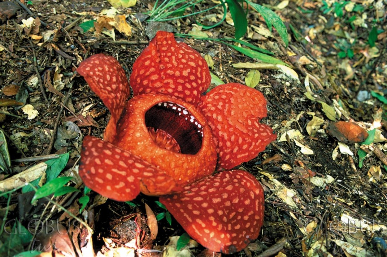 Раффлезия Арнольди