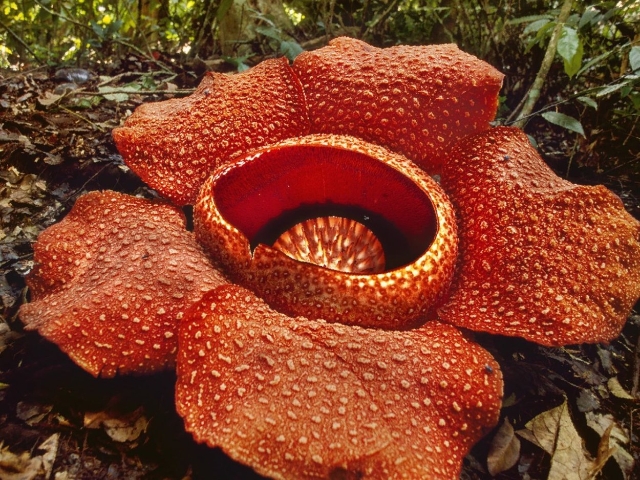 Драконник Драконово дерево