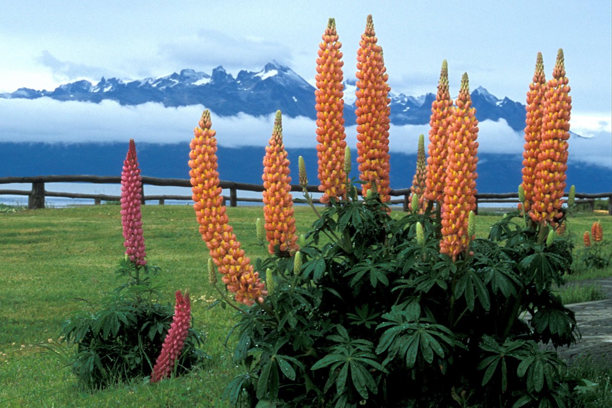 Раффлезия Арнольда