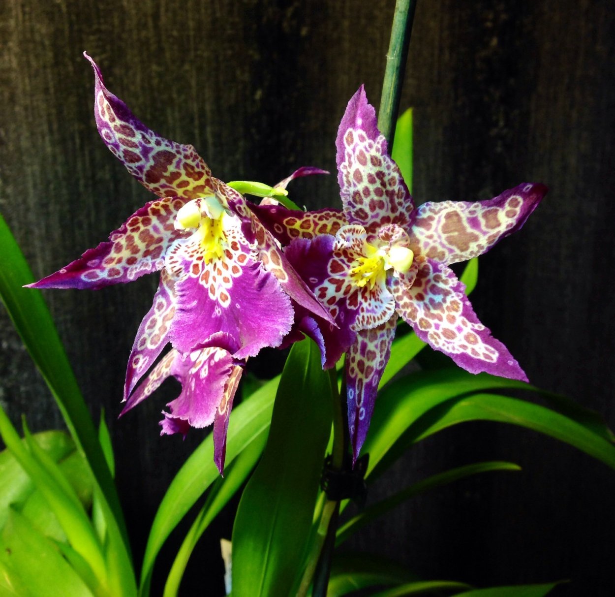 Beallara 'Tahoma Glacier' orchid in bloom - Steemit