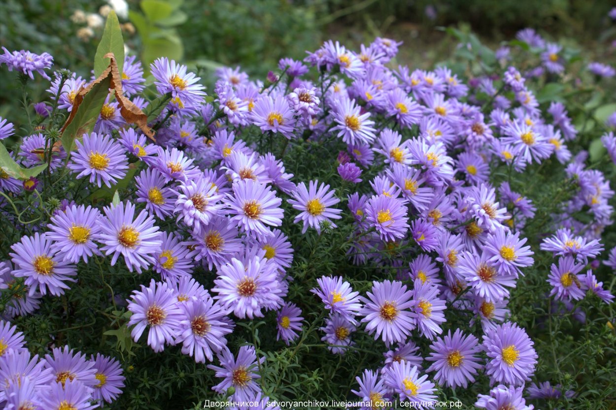 Астра сентябринка многолетняя