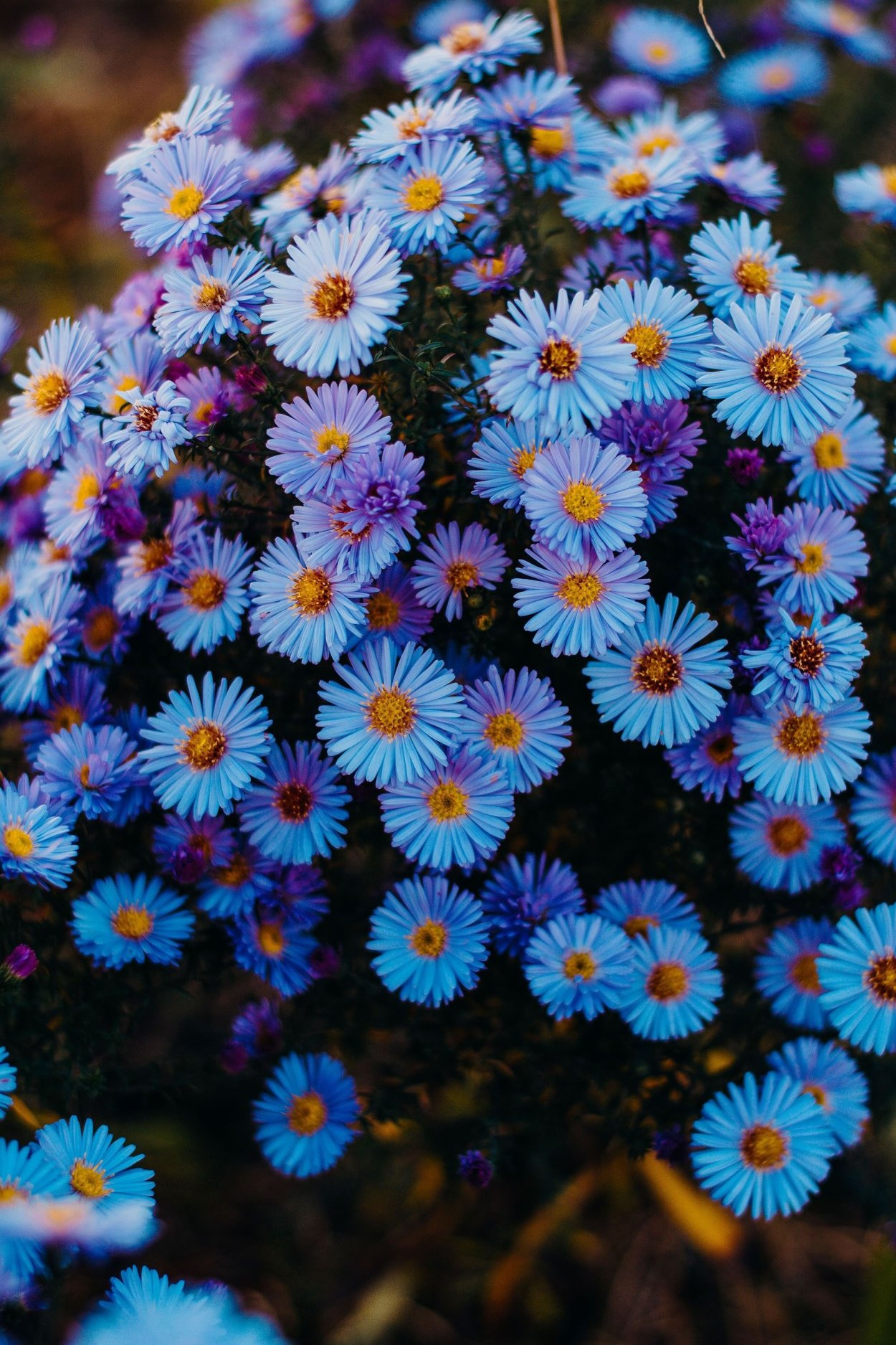 Астра сентябринка многолетняя