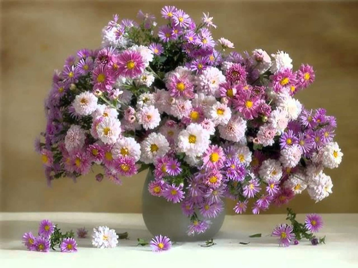 Астра кустарниковая многолетняя