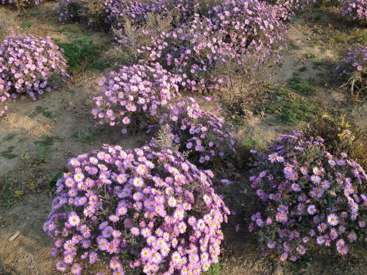 Астра Ромашковая. Aster amellus