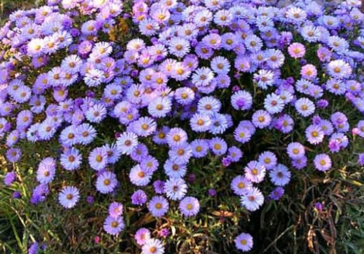 Астра кустарниковая Aster dumosus
