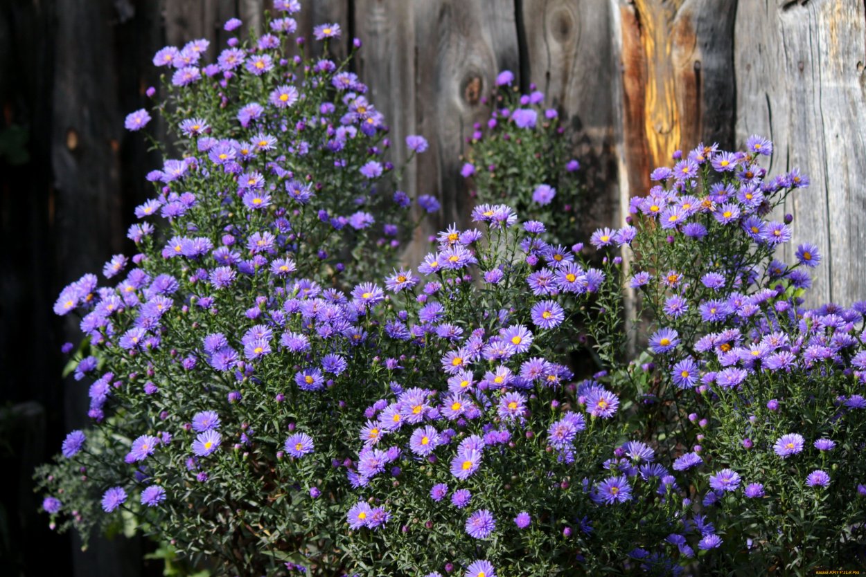 Сентябринки октябринки осенние цветы