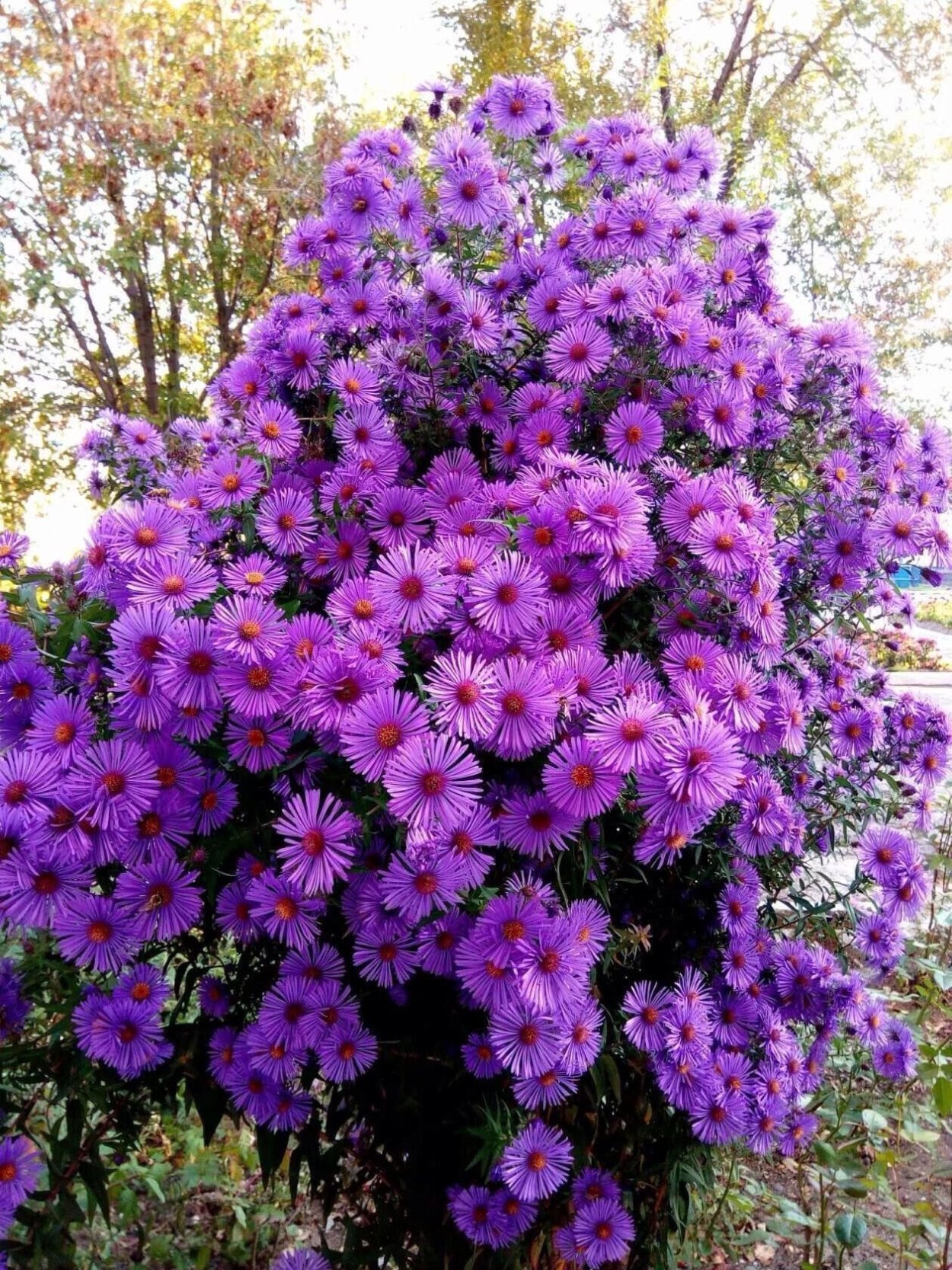 Цветы октябринки и сентябринки