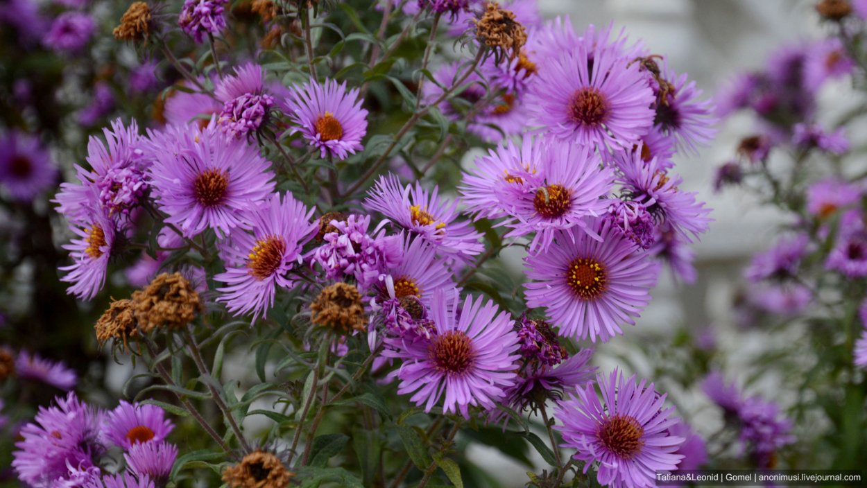 Сентябринки сентябринки поздней осени цветы