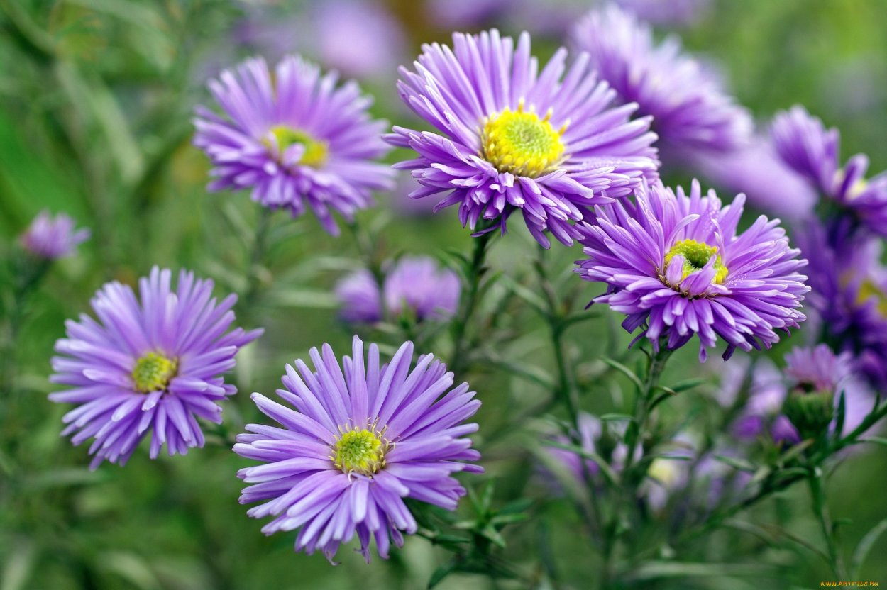 Астра кустарниковая Аннеке