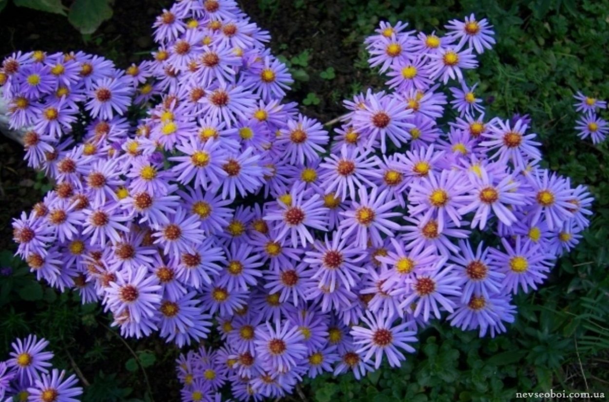 Астра новоанглийская Barrs Pink