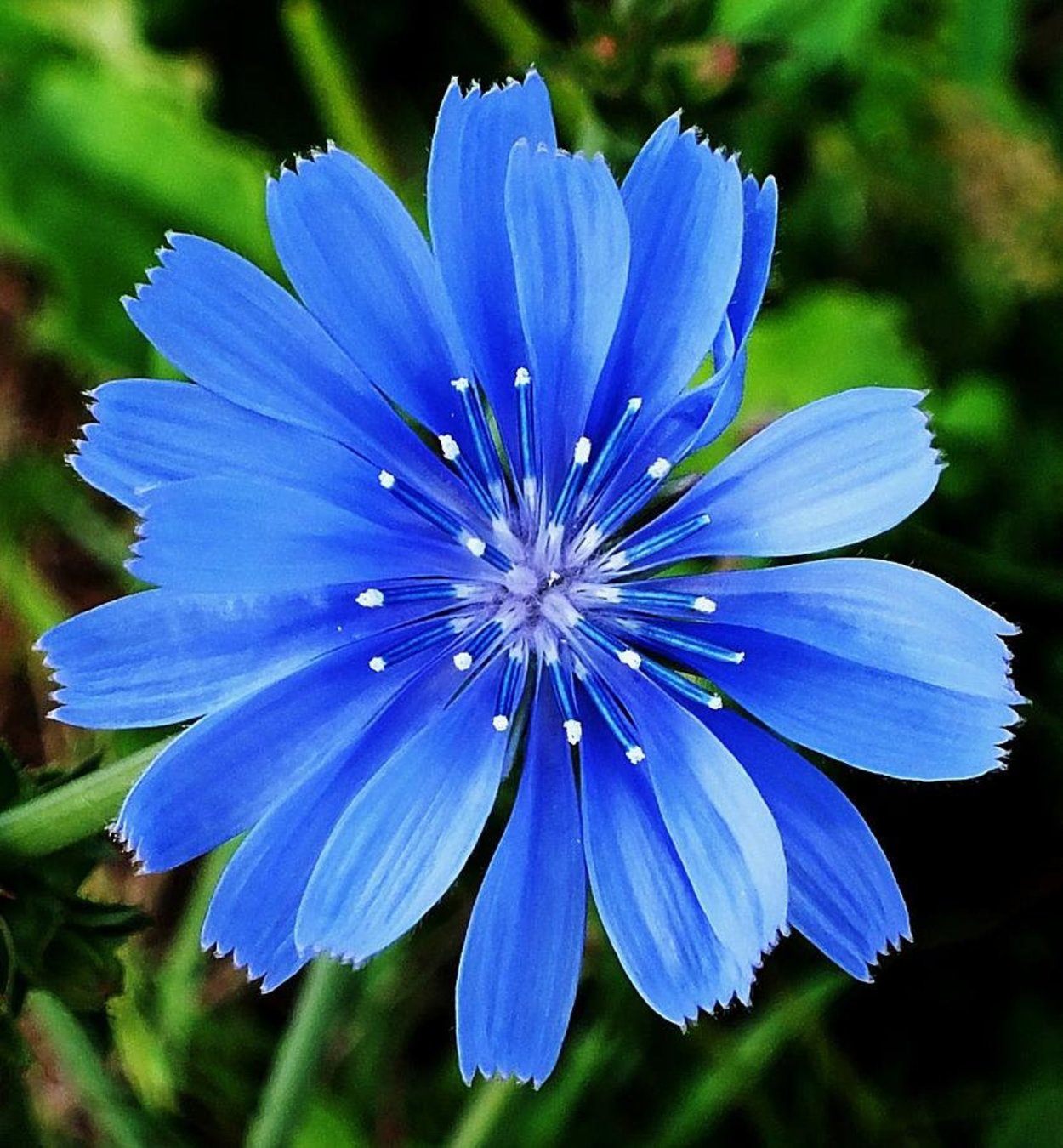 Cichorium intybus