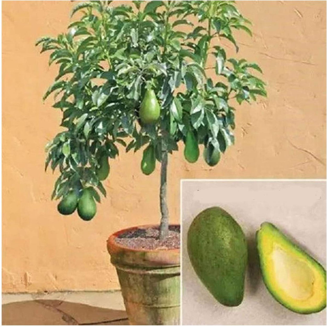 Какое вырастает авокадо. Авокадо дерево. Авокадо дерево плодоносит. Авокадо высота растения. Авокадо куст или дерево.