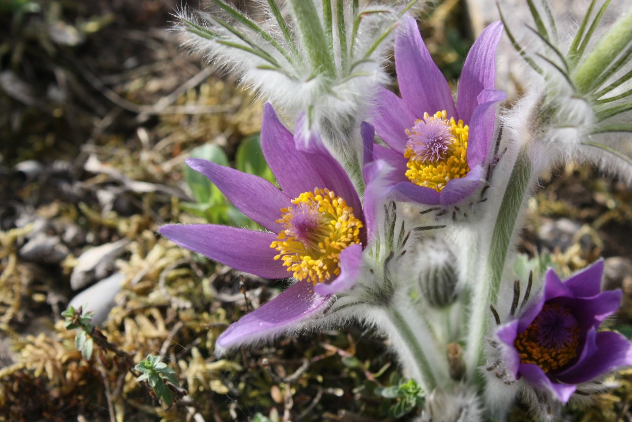 Anemone Pulsatilla С†РІРµС‚РѕРє